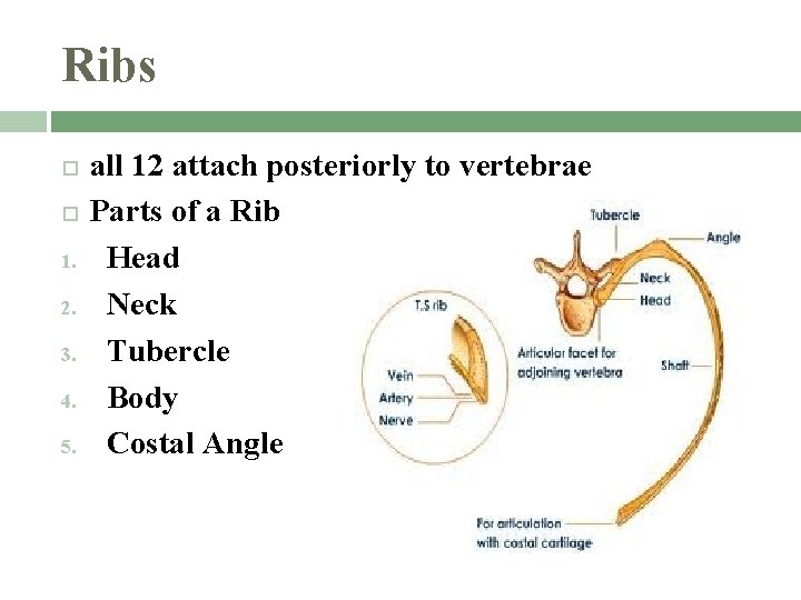 Ribs 1. 2. 3. 4. 5. all 12 attach posteriorly to vertebrae Parts of