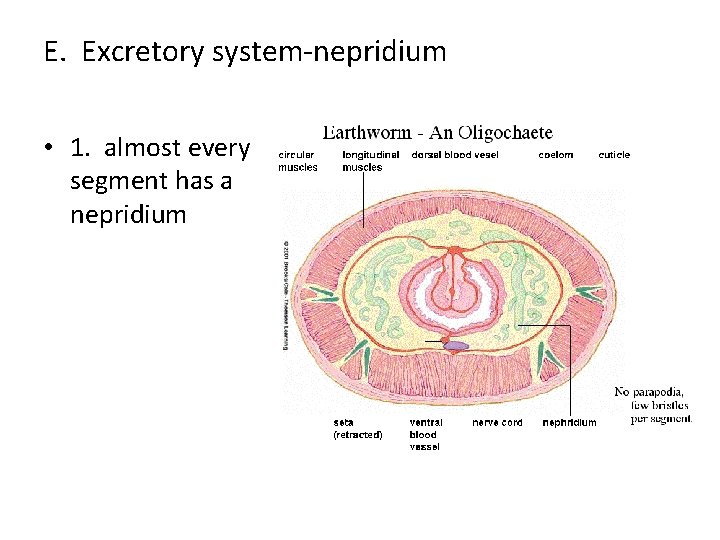 E. Excretory system-nepridium • 1. almost every segment has a nepridium 