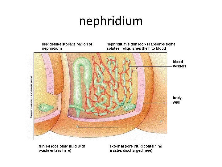 nephridium 