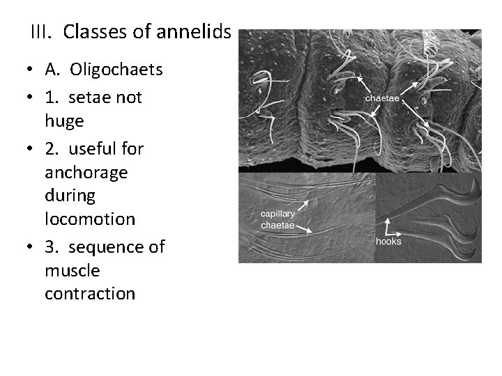 III. Classes of annelids • A. Oligochaets • 1. setae not huge • 2.