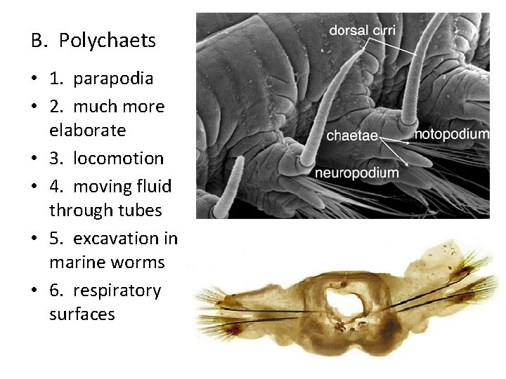 B. Polychaets • 1. parapodia • 2. much more elaborate • 3. locomotion •