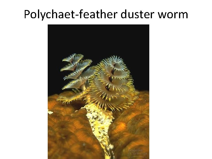 Polychaet-feather duster worm 