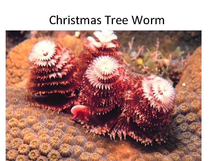 Christmas Tree Worm 