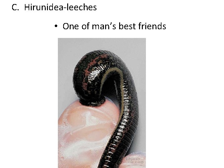 C. Hirunidea-leeches • One of man’s best friends 