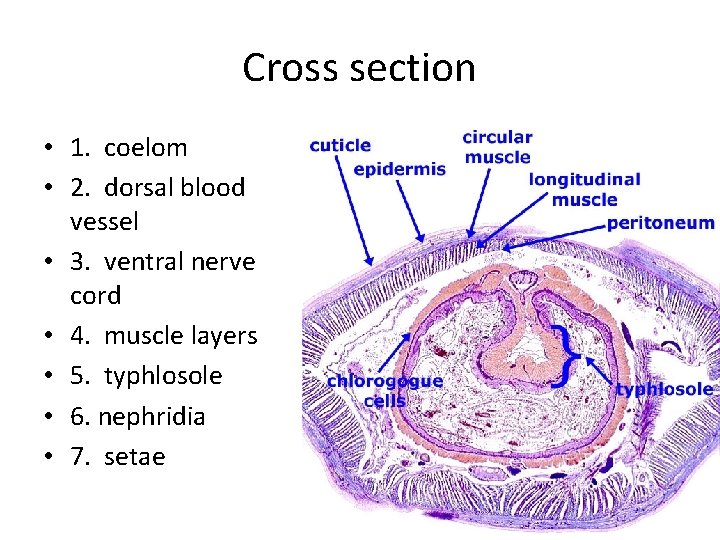 Cross section • 1. coelom • 2. dorsal blood vessel • 3. ventral nerve