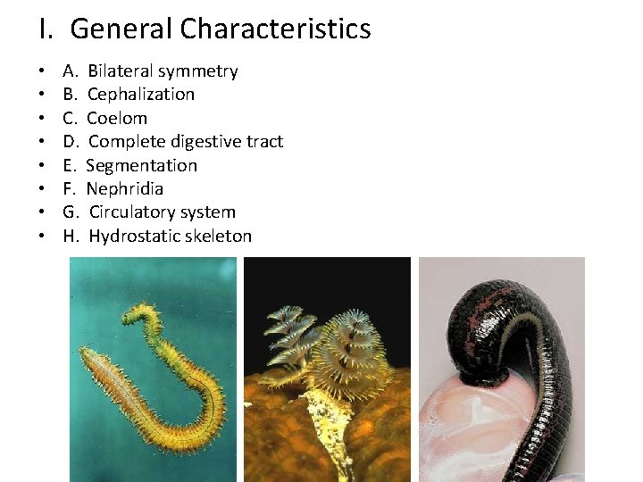 I. General Characteristics • • A. Bilateral symmetry B. Cephalization C. Coelom D. Complete