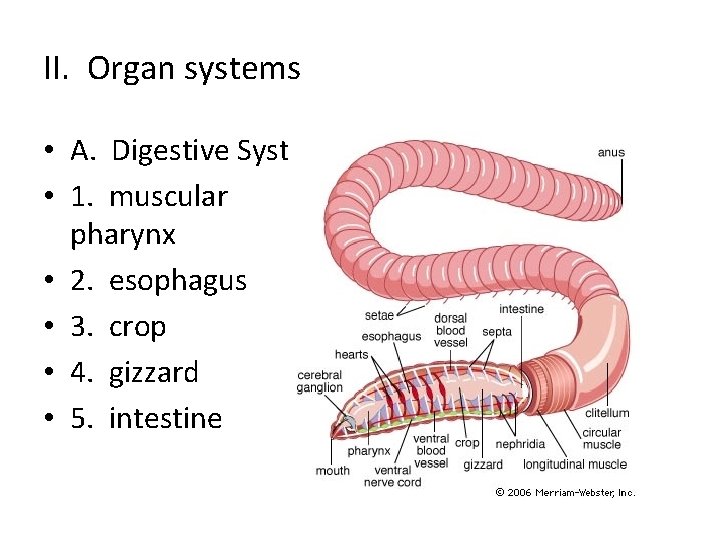 II. Organ systems • A. Digestive System • 1. muscular pharynx • 2. esophagus