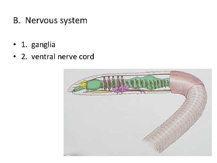 B. Nervous system • 1. ganglia • 2. ventral nerve cord 