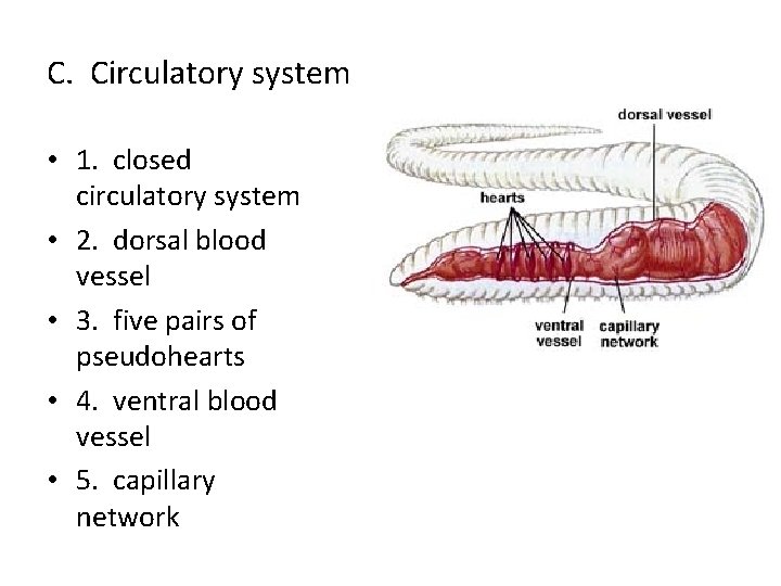 C. Circulatory system • 1. closed circulatory system • 2. dorsal blood vessel •
