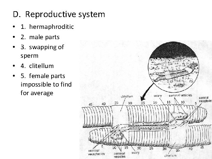 D. Reproductive system • 1. hermaphroditic • 2. male parts • 3. swapping of