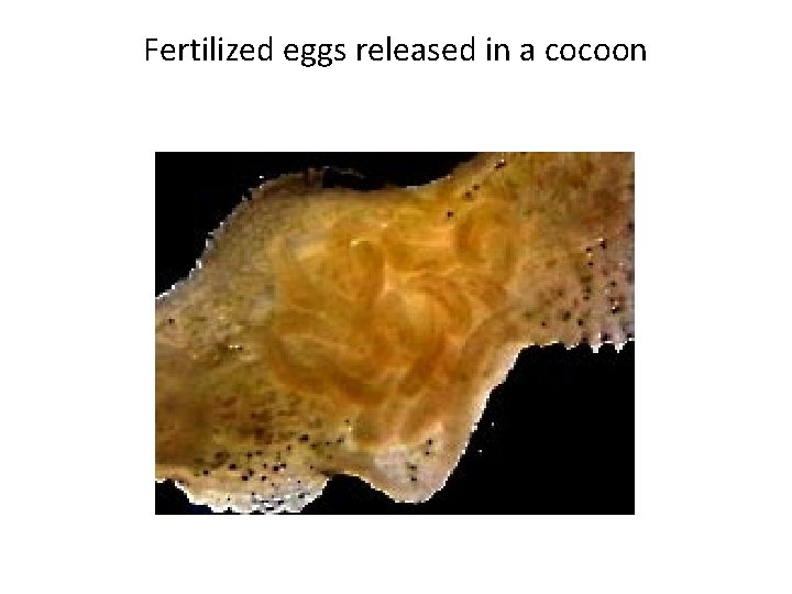 Fertilized eggs released in a cocoon 