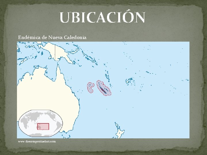 UBICACIÓN Endémica de Nueva Caledonia www. thecompositaehut. com 