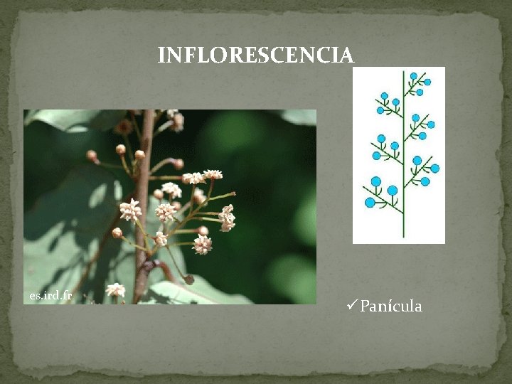 INFLORESCENCIA es. ird. fr üPanícula 