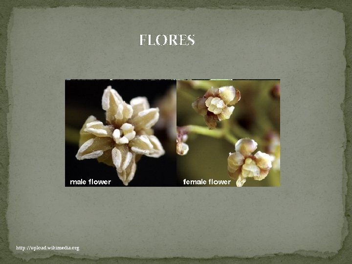FLORES http: //upload. wikimedia. org 