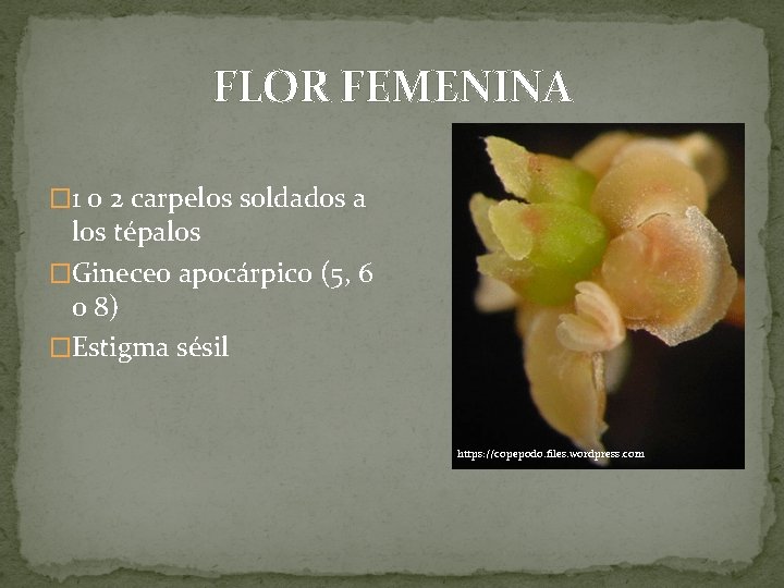 FLOR FEMENINA � 1 o 2 carpelos soldados a los tépalos �Gineceo apocárpico (5,