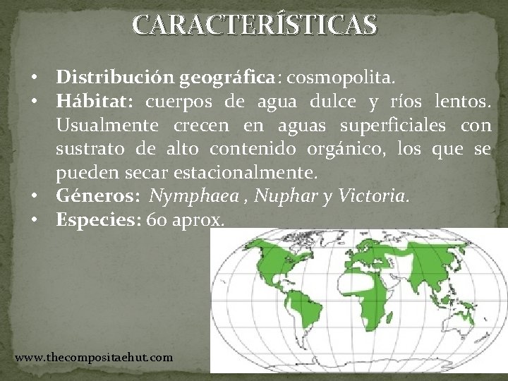 CARACTERÍSTICAS • Distribución geográfica: cosmopolita. • Hábitat: cuerpos de agua dulce y ríos lentos.