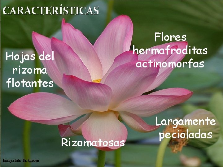 CARACTERÍSTICAS Flores hermafroditas actinomorfas Hojas del rizoma flotantes Rizomatosas farm 3. static. flickr. com