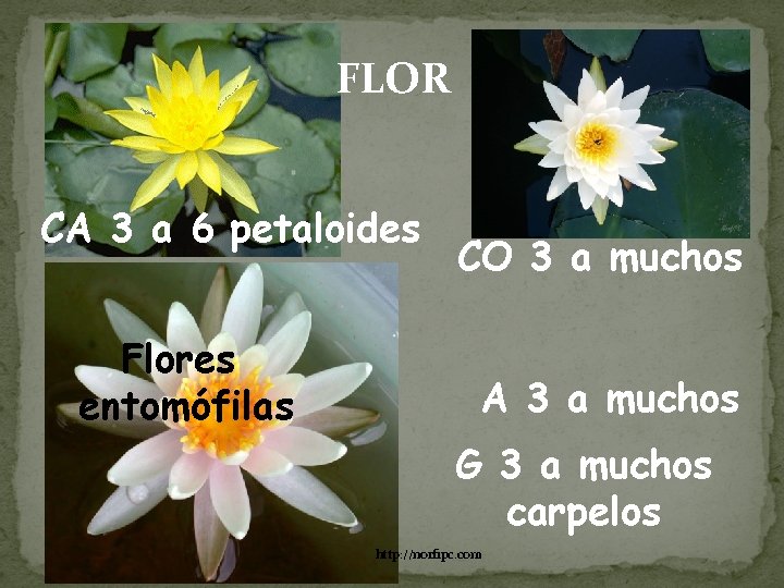 FLOR CA 3 a 6 petaloides Flores entomófilas CO 3 a muchos A 3