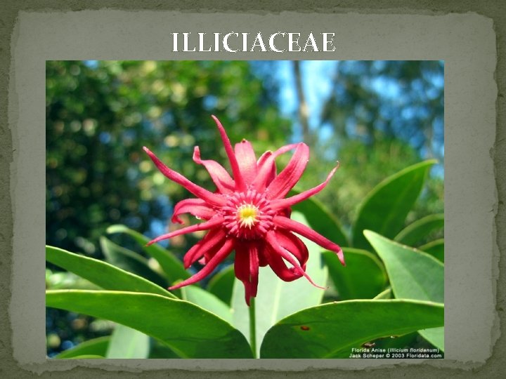 ILLICIACEAE 