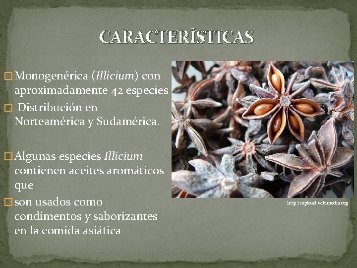 CARACTERÍSTICAS � Monogenérica (Illicium) con aproximadamente 42 especies � Distribución en Norteamérica y Sudamérica.