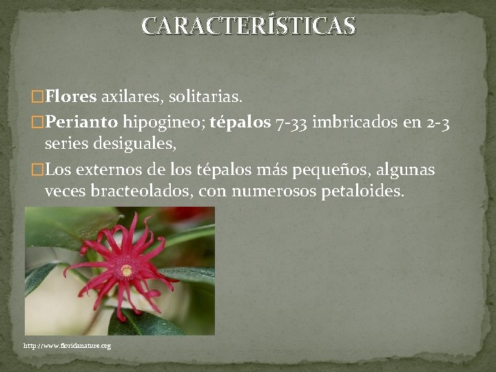 CARACTERÍSTICAS �Flores axilares, solitarias. �Perianto hipogineo; tépalos 7 -33 imbricados en 2 -3 series