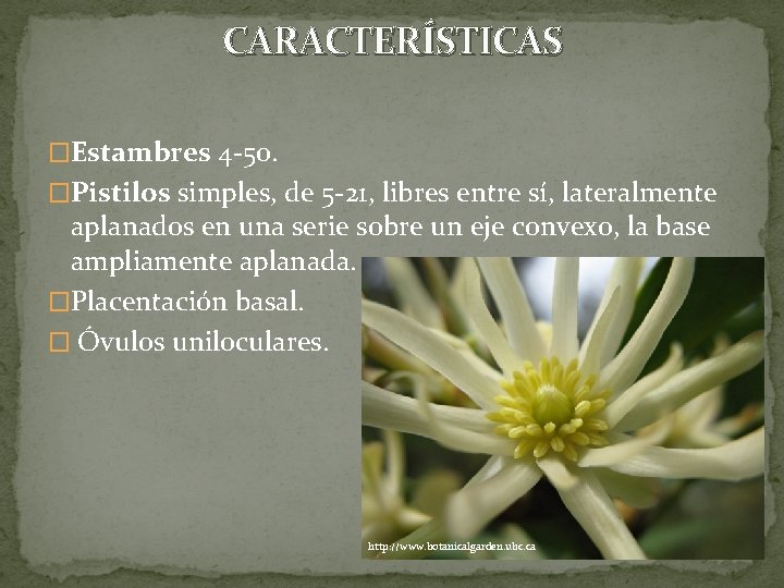 CARACTERÍSTICAS �Estambres 4 -50. �Pistilos simples, de 5 -21, libres entre sí, lateralmente aplanados