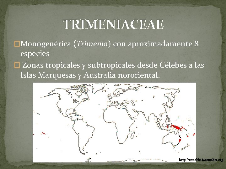 TRIMENIACEAE �Monogenérica (Trimenia) con aproximadamente 8 especies � Zonas tropicales y subtropicales desde Célebes