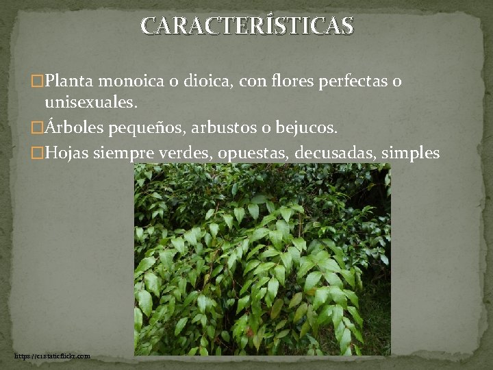 CARACTERÍSTICAS �Planta monoica o dioica, con flores perfectas o unisexuales. �Árboles pequeños, arbustos o