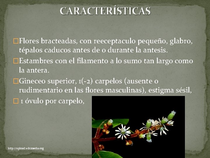 CARACTERÍSTICAS �Flores bracteadas, con reeceptaculo pequeño, glabro, tépalos caducos antes de o durante la