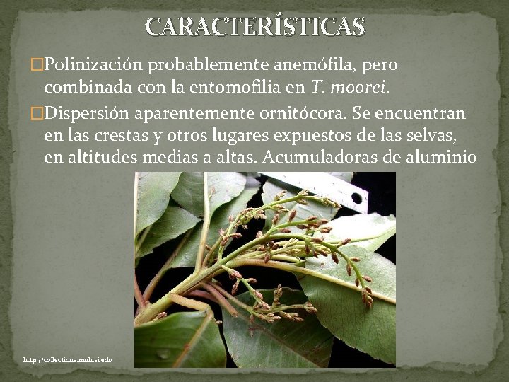 CARACTERÍSTICAS �Polinización probablemente anemófila, pero combinada con la entomofilia en T. moorei. �Dispersión aparentemente