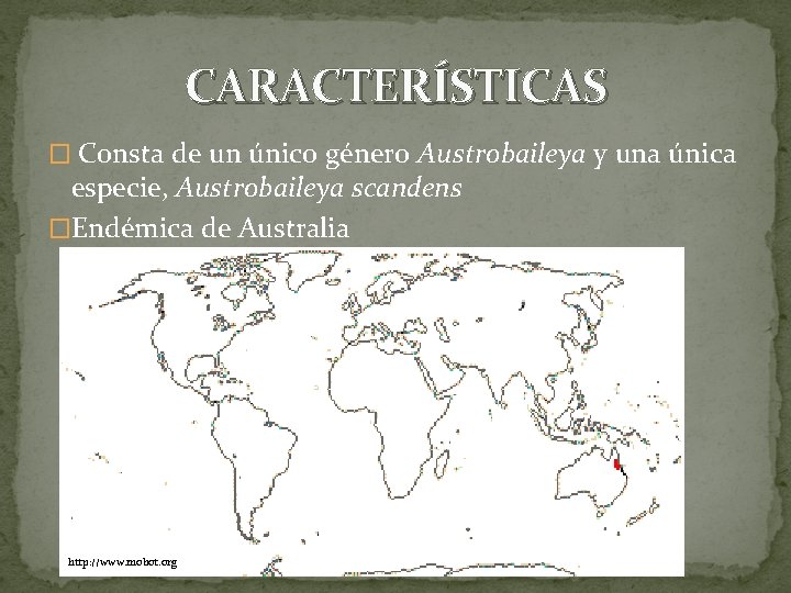 CARACTERÍSTICAS � Consta de un único género Austrobaileya y una única especie, Austrobaileya scandens