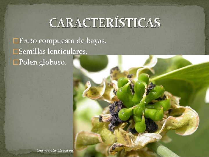 CARACTERÍSTICAS �Fruto compuesto de bayas. �Semillas lenticulares. �Polen globoso. http: //www. fossilflowers. org 