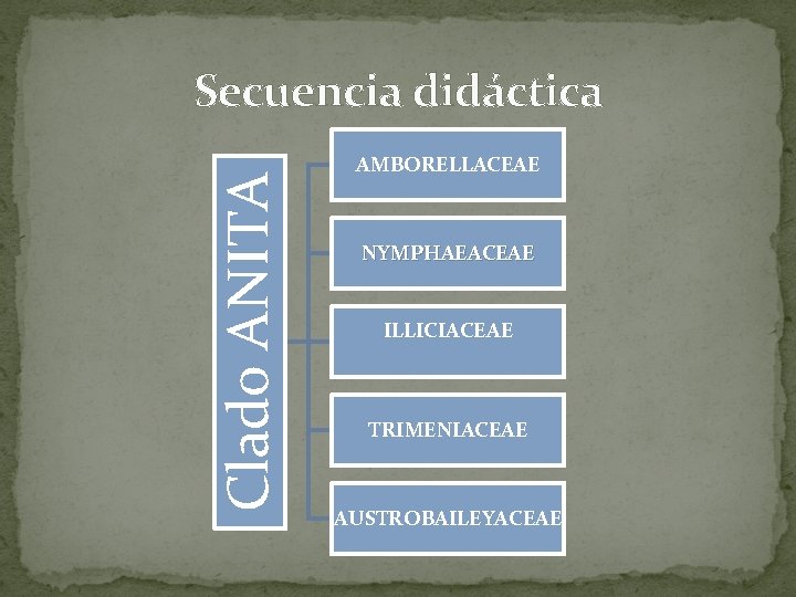 Clado ANITA Secuencia didáctica AMBORELLACEAE NYMPHAEACEAE ILLICIACEAE TRIMENIACEAE AUSTROBAILEYACEAE 