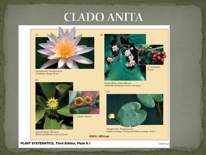 CLADO ANITA 