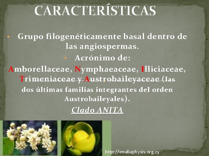 CARACTERÍSTICAS Grupo filogenéticamente basal dentro de las angiospermas. • Acrónimo de: Amborellaceae, Nymphaeaceae, Illiciaceae,