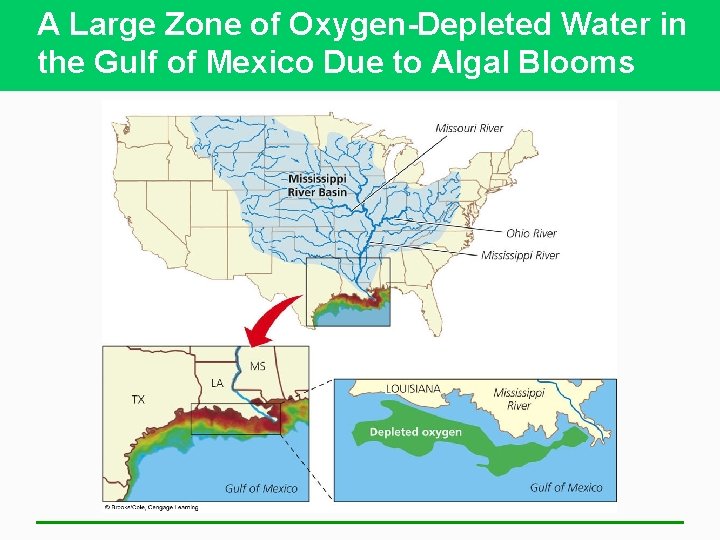 A Large Zone of Oxygen-Depleted Water in the Gulf of Mexico Due to Algal