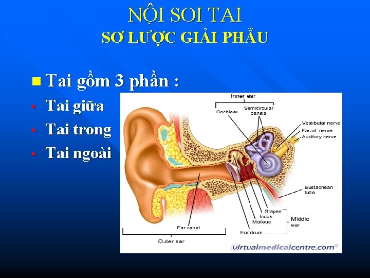 NÔ I SOI TAI SƠ LƯỢC GIẢI PHẪU n Tai gồm 3 phần :