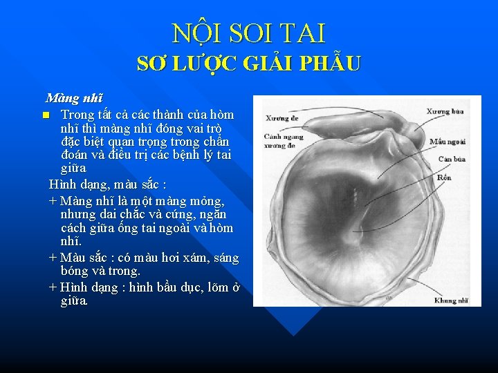 NÔ I SOI TAI SƠ LƯỢC GIẢI PHẪU Màng nhĩ n Trong tất cả NÔ I SOI TAI SƠ LƯỢC GIẢI PHẪU Màng nhĩ n Trong tất cả