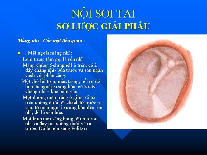 NÔ I SOI TAI SƠ LƯỢC GIẢI PHẪU Màng nhĩ - Các mặt liên