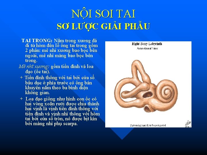 NÔ I SOI TAI SƠ LƯỢC GIẢI PHẪU TAI TRONG: Nằm trong xương đá