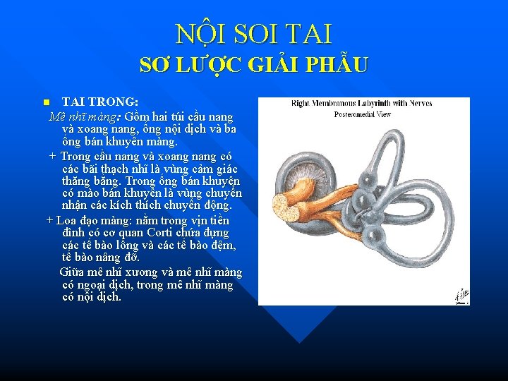 NÔ I SOI TAI SƠ LƯỢC GIẢI PHẪU TAI TRONG: Mê nhĩ màng: Gồm NÔ I SOI TAI SƠ LƯỢC GIẢI PHẪU TAI TRONG: Mê nhĩ màng: Gồm