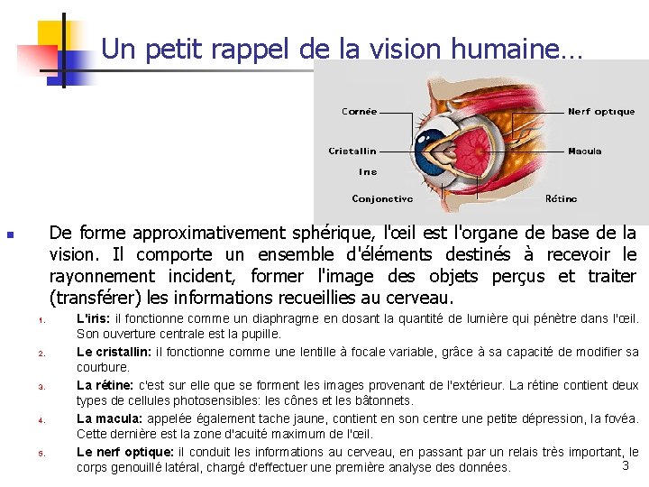 Un petit rappel de la vision humaine… De forme approximativement sphérique, l'œil est l'organe