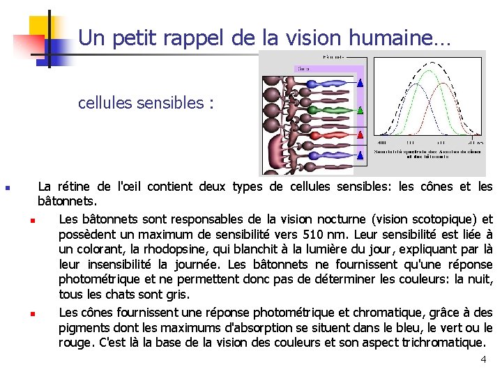 Un petit rappel de la vision humaine… cellules sensibles : n La rétine de