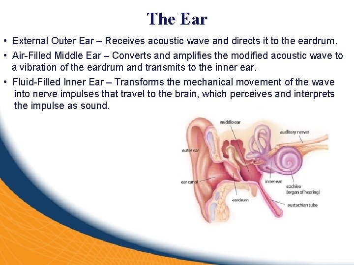 The Ear • External Outer Ear – Receives acoustic wave and directs it to