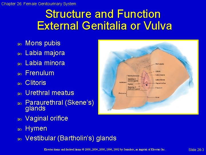 Chapter 26: Female Genitourinary System Structure and Function External Genitalia or Vulva Mons pubis Chapter 26: Female Genitourinary System Structure and Function External Genitalia or Vulva Mons pubis