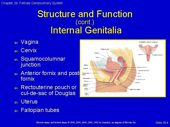 Chapter 26: Female Genitourinary System Structure and Function (cont. ) Internal Genitalia Vagina Cervix Chapter 26: Female Genitourinary System Structure and Function (cont. ) Internal Genitalia Vagina Cervix