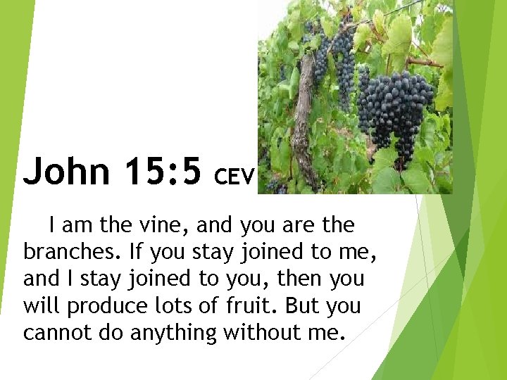 John 15: 5 CEV I am the vine, and you are the branches. If John 15: 5 CEV I am the vine, and you are the branches. If