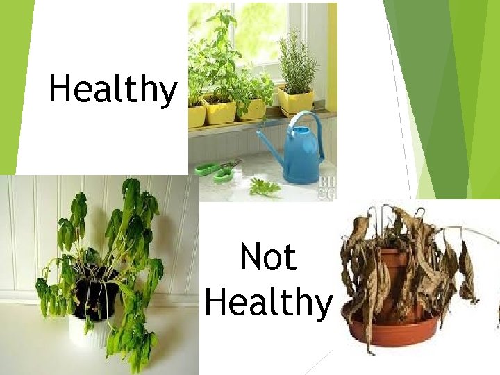 Healthy Not Healthy Healthy Not Healthy