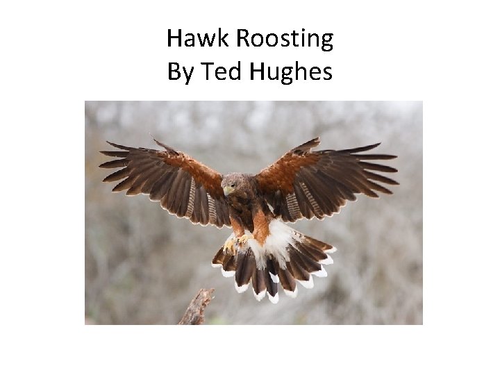 Hawk Roosting By Ted Hughes 