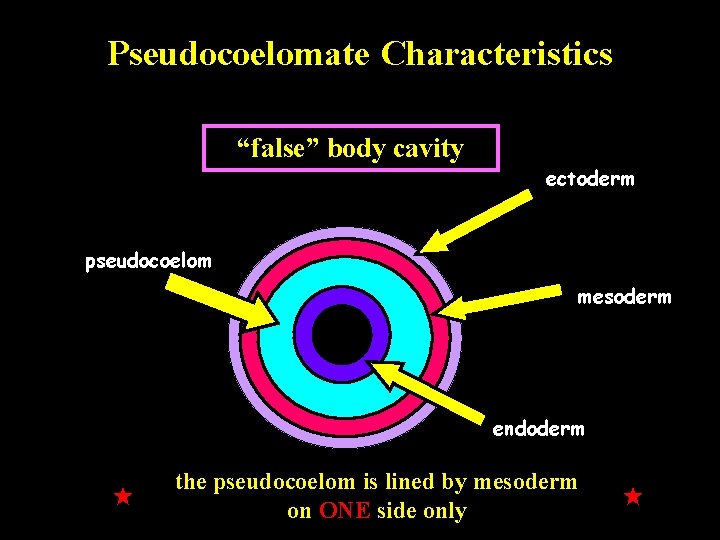 Pseudocoelomate Characteristics “false” body cavity ectoderm pseudocoelom mesoderm Gut endoderm the pseudocoelom is lined